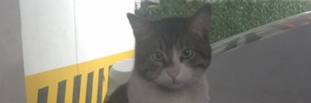oslemelz's profile banner image