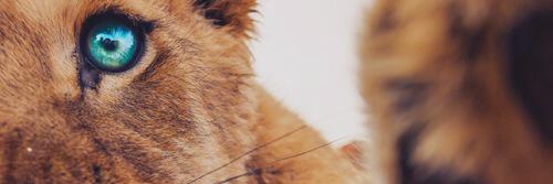 UrFavoriteGinga's profile banner image
