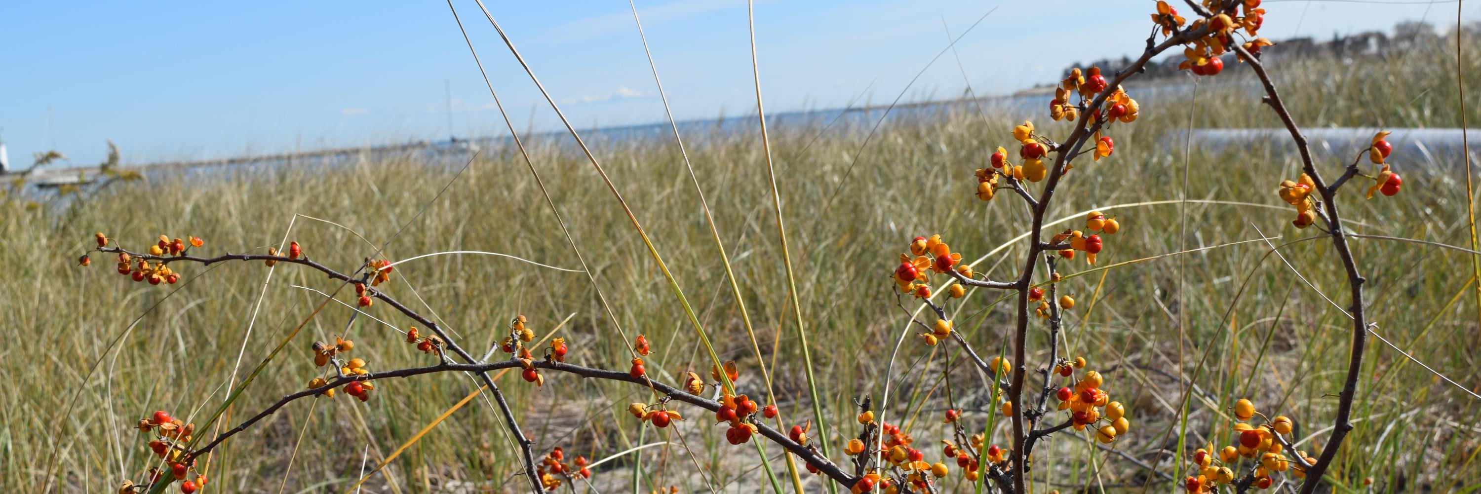 MyCoastalBlog's profile banner image