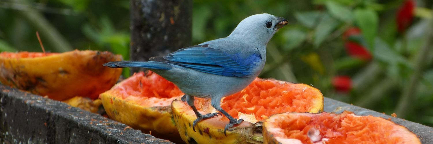 Marc Stronks 🐦🇪🇺🇺🇦 banner