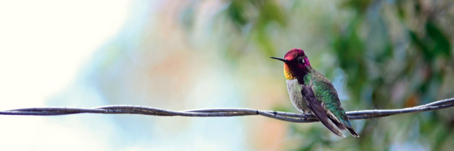ColibriCMS's profile banner image