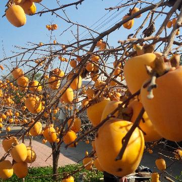 Real_欢乐颂 banner