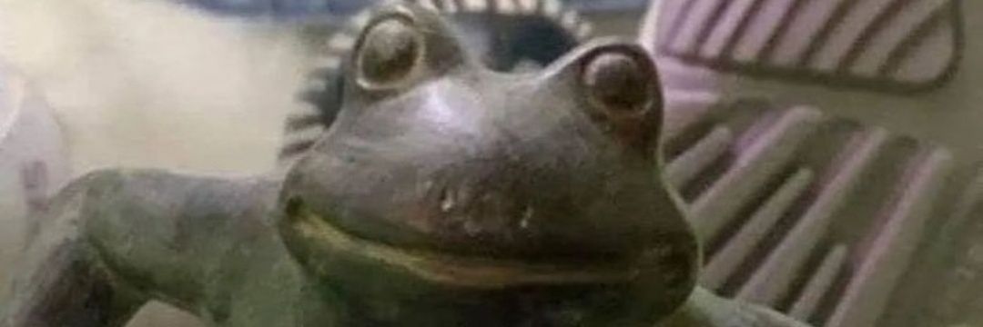 Mojo_the_Lizard's profile banner image