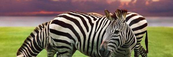 fshiku's profile banner image