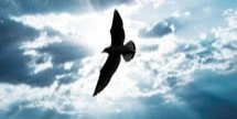 peterr787's profile banner image