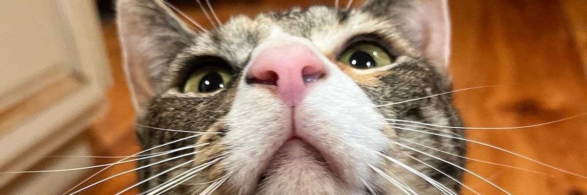 thetruedono's profile banner image