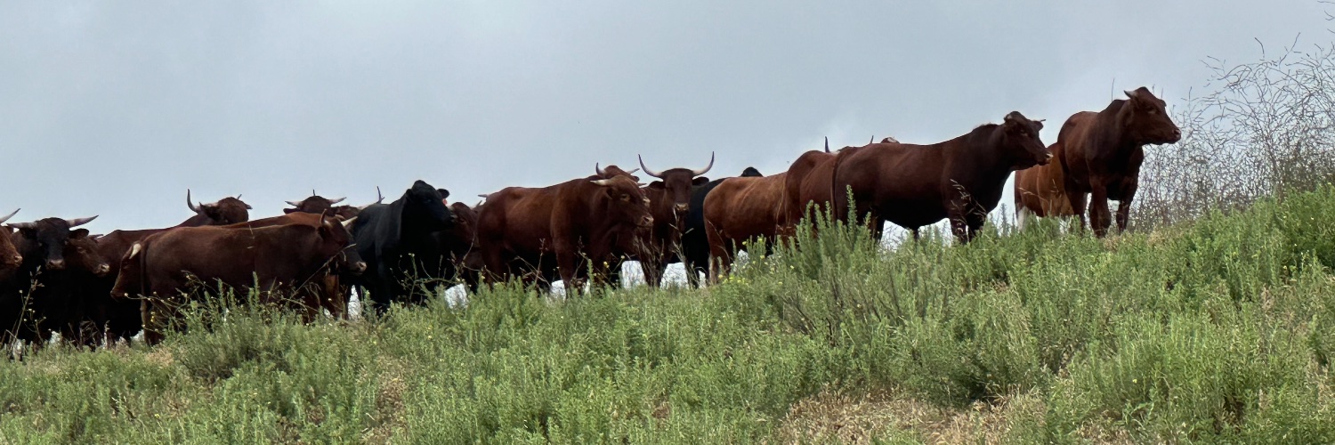 5_beef's profile banner image