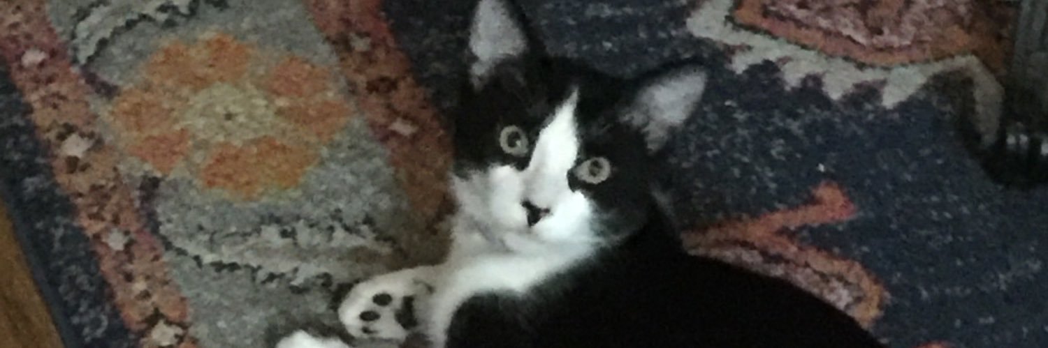 PawsiesAVL's profile banner image