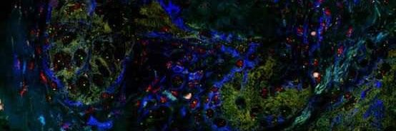oncopigmd's profile banner image