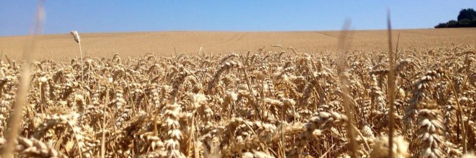 Imogen Uttley banner