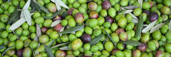 SunGroveFoods Profile Banner