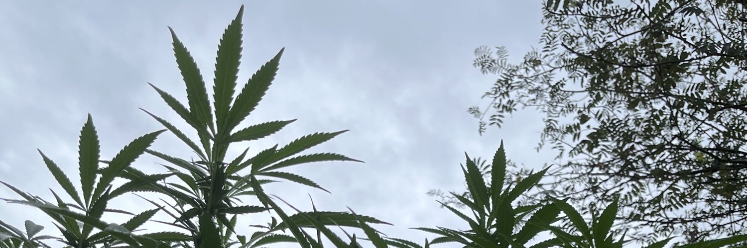 WesSide banner