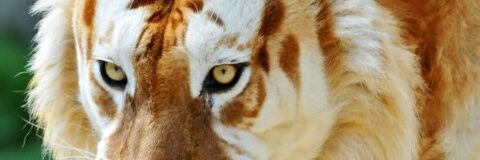 sosafetti600's profile banner image