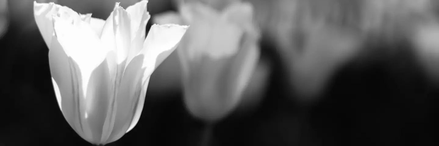 AlexandreDRLT's profile banner image