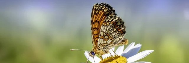 sarah morgan banner