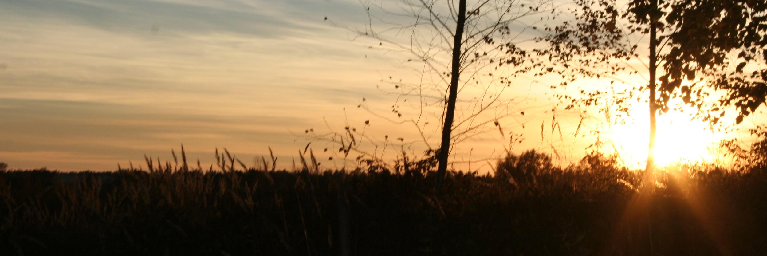 Austra🌟🇺🇦 banner