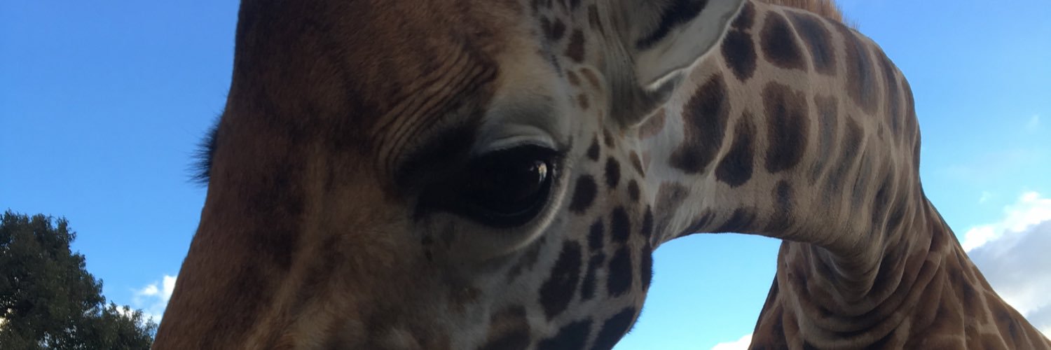 MaggieKoli's profile banner image