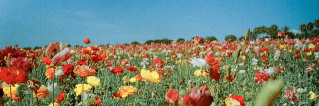VickyShwaz's profile banner image