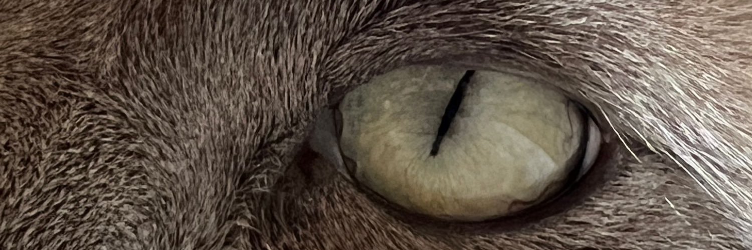 jucfurquim's profile banner image
