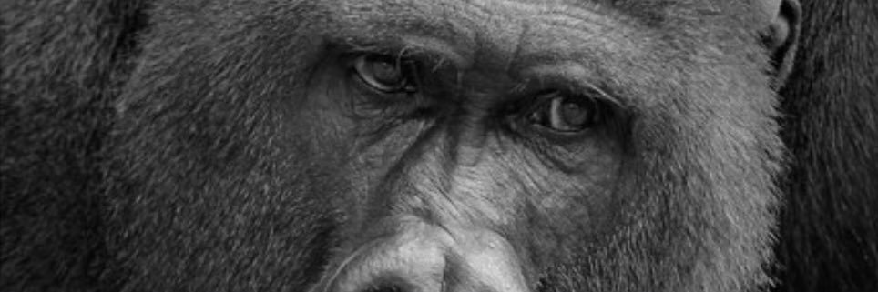 marcopittaluga1's profile banner image