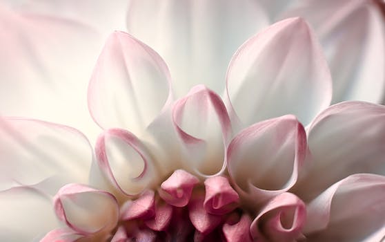 Dayannaraleandr's profile banner image