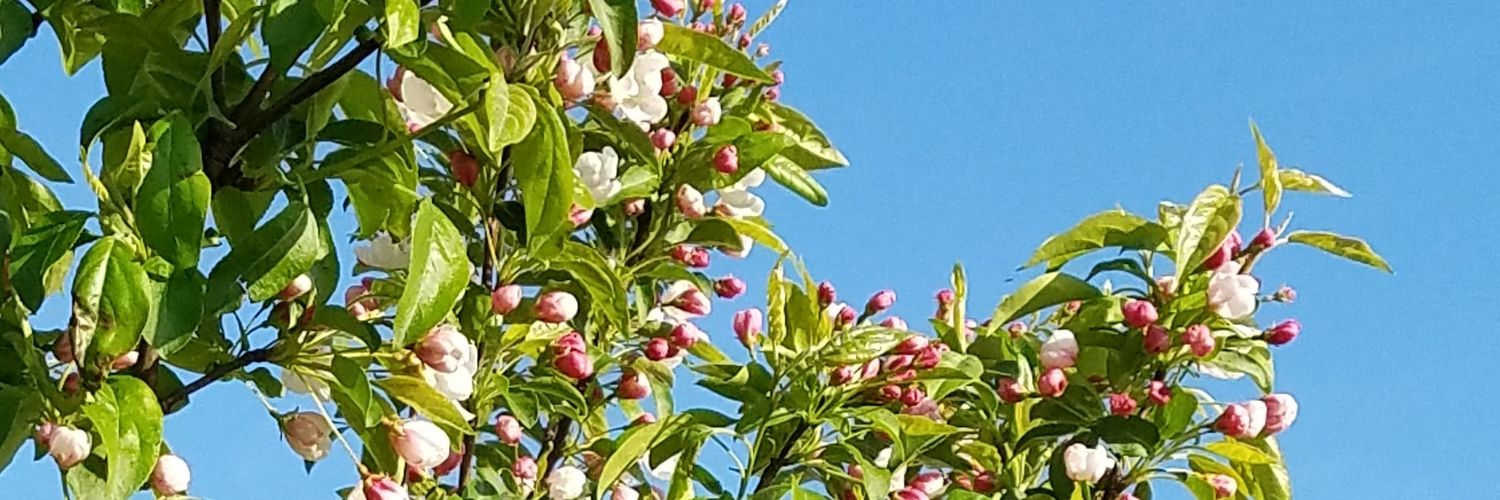 alphaBetz7's profile banner image