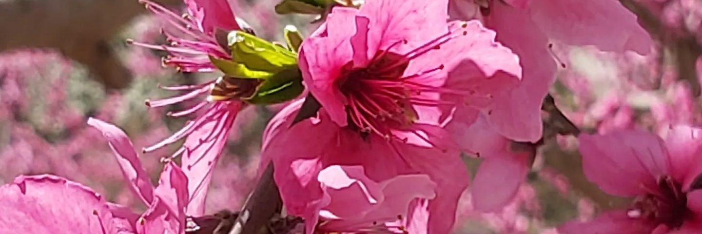 Mimozota's profile banner image