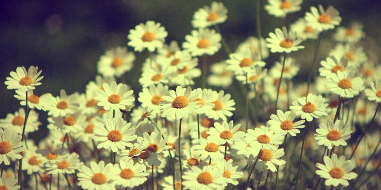 Staceyzimmer1's profile banner image