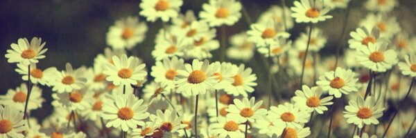 Staceyzimmer1 Profile Banner