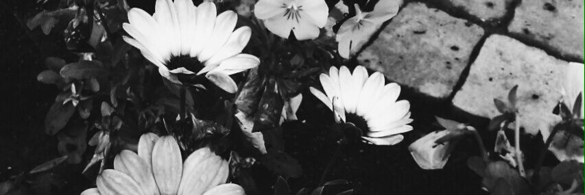 marianaf_s's profile banner image