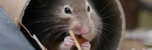 RatoLoko10's profile banner image
