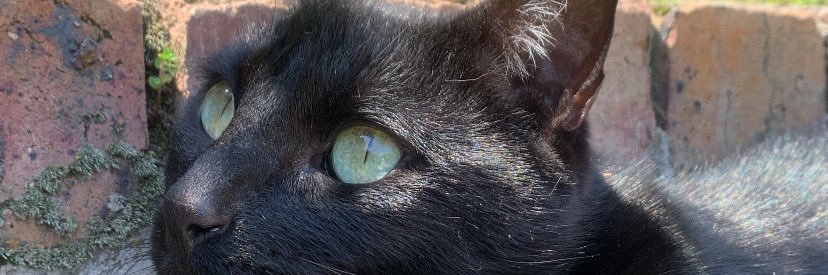 GarrasdeGato's profile banner image