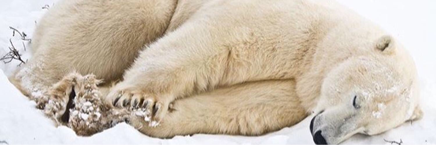 treybear44's profile banner image