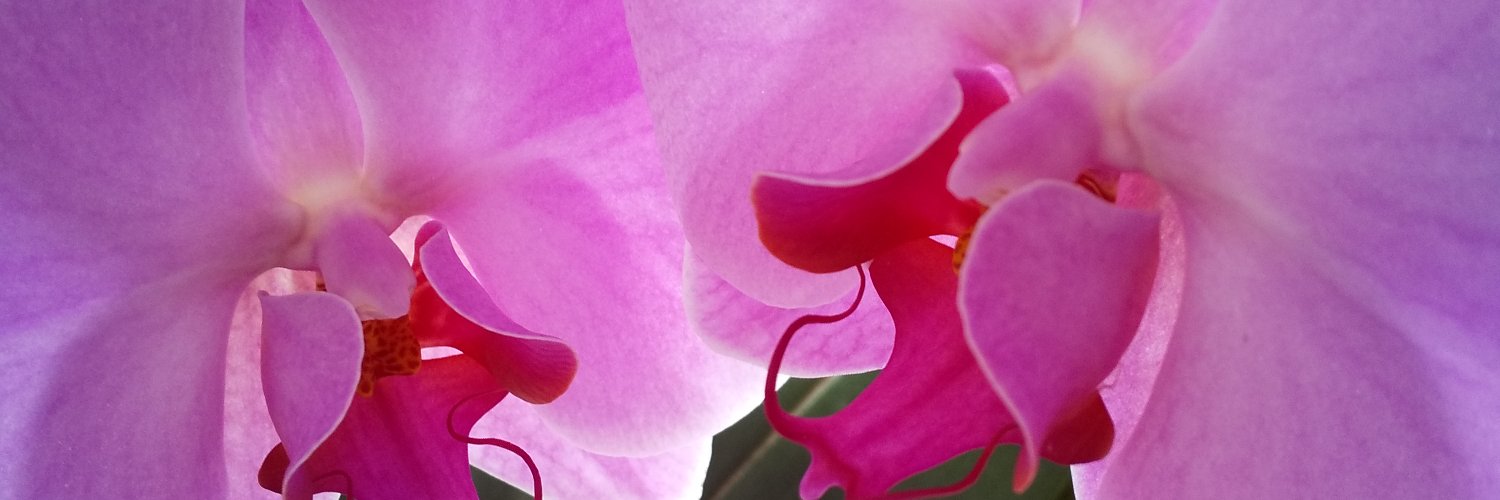 fleur585's profile banner image