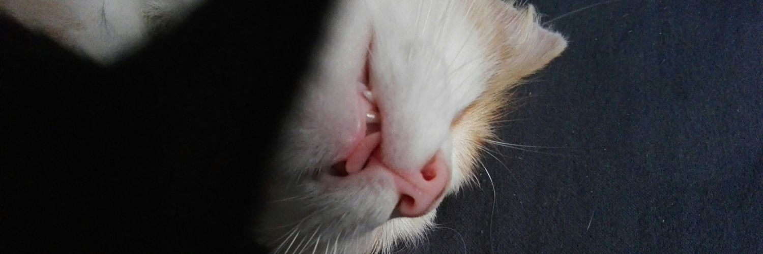 rdelossantosa's profile banner image