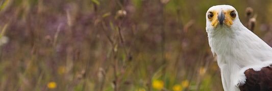 ArousedYetSad's profile banner image