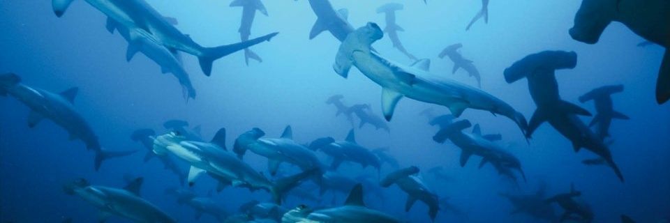 Daniel Schneider banner