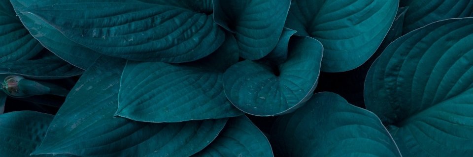 Jueniper_'s profile banner image
