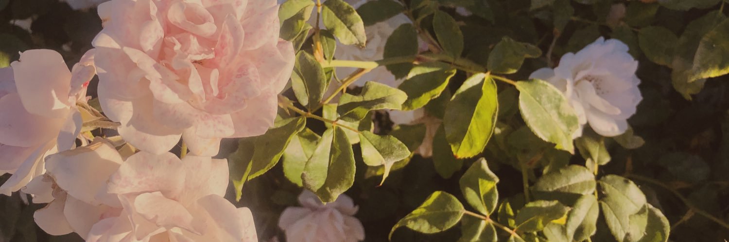 Dashehadeh's profile banner image