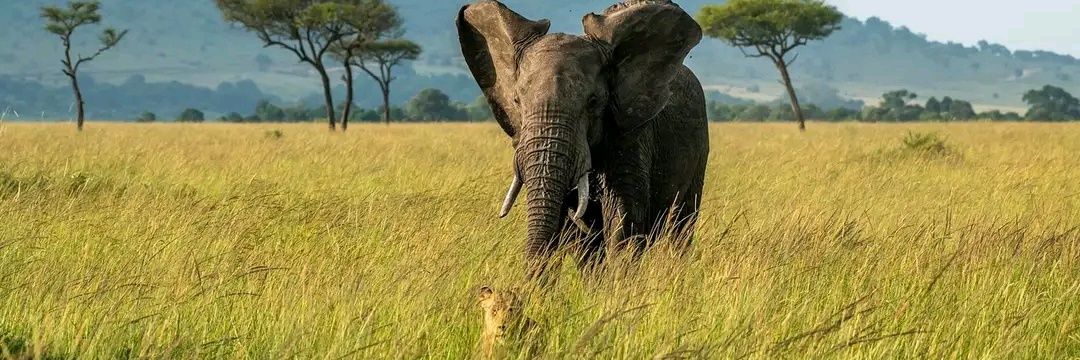 Karoki Waweru banner