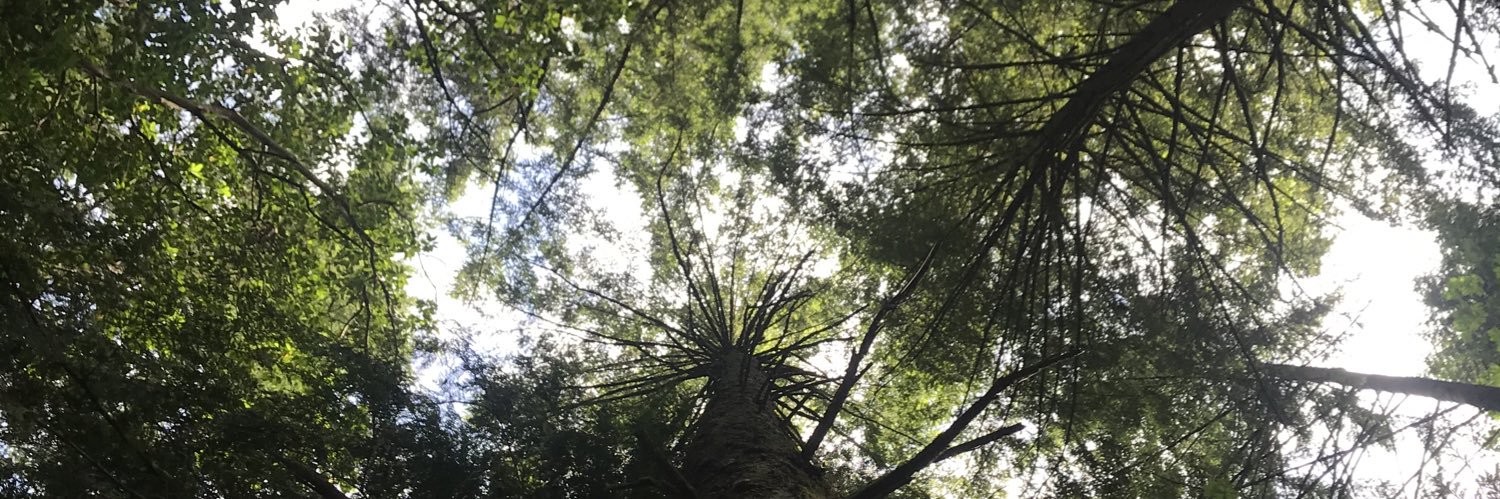 KyleCapi's profile banner image