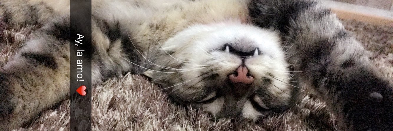 Stephie Filigrana banner