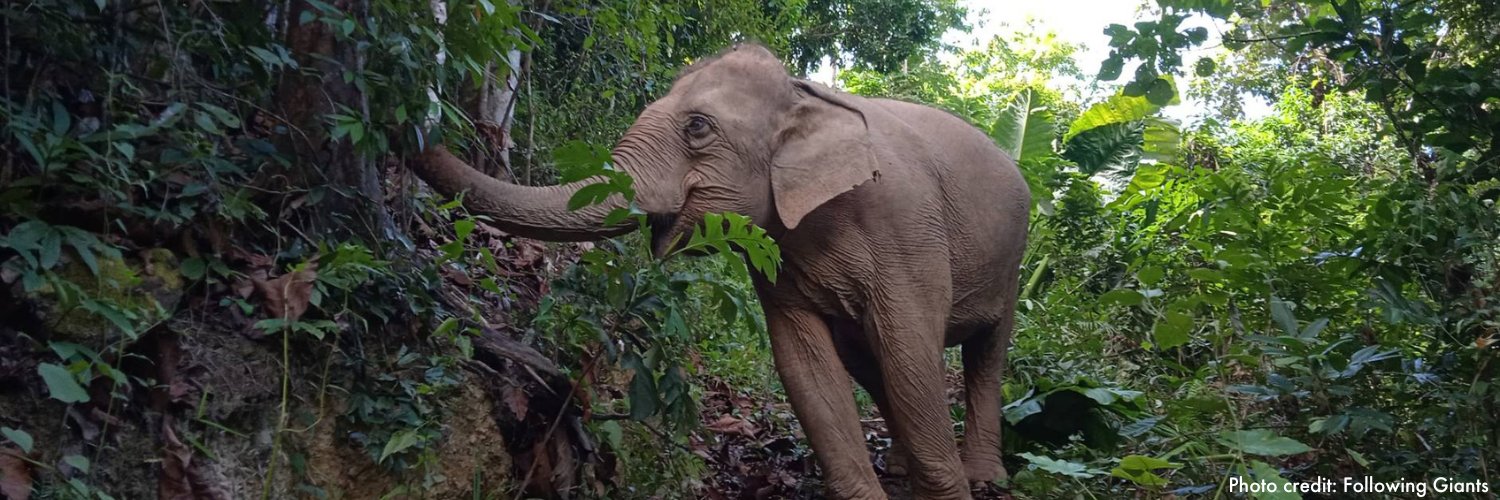 World Animal Protection CA banner