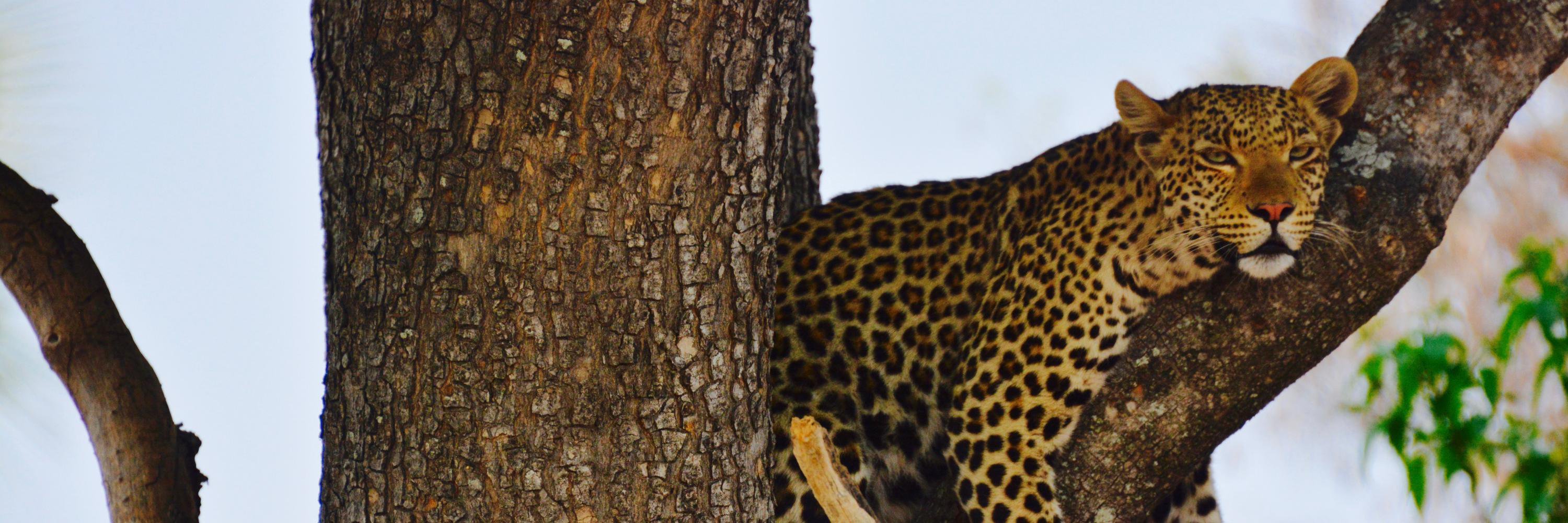 galupa's profile banner image