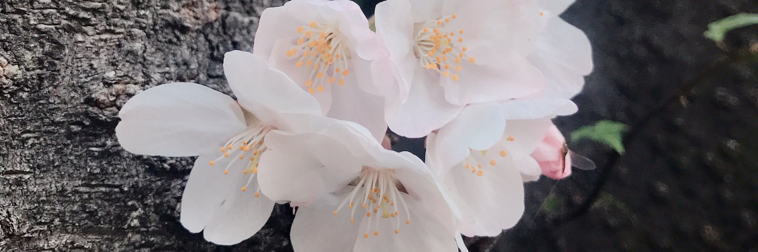 p052694's profile banner image