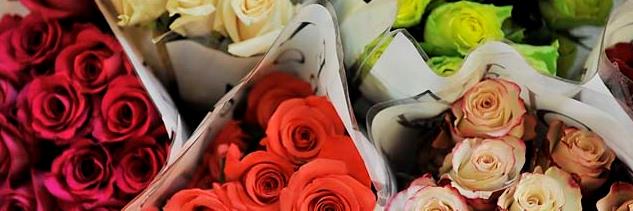MFlwrs's profile banner image