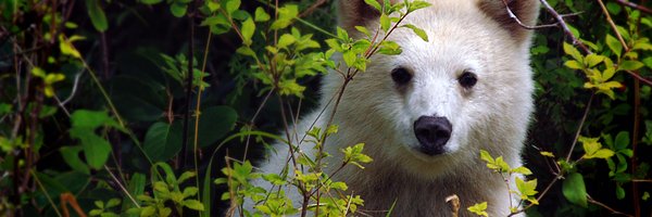 KyleSiler Profile Banner