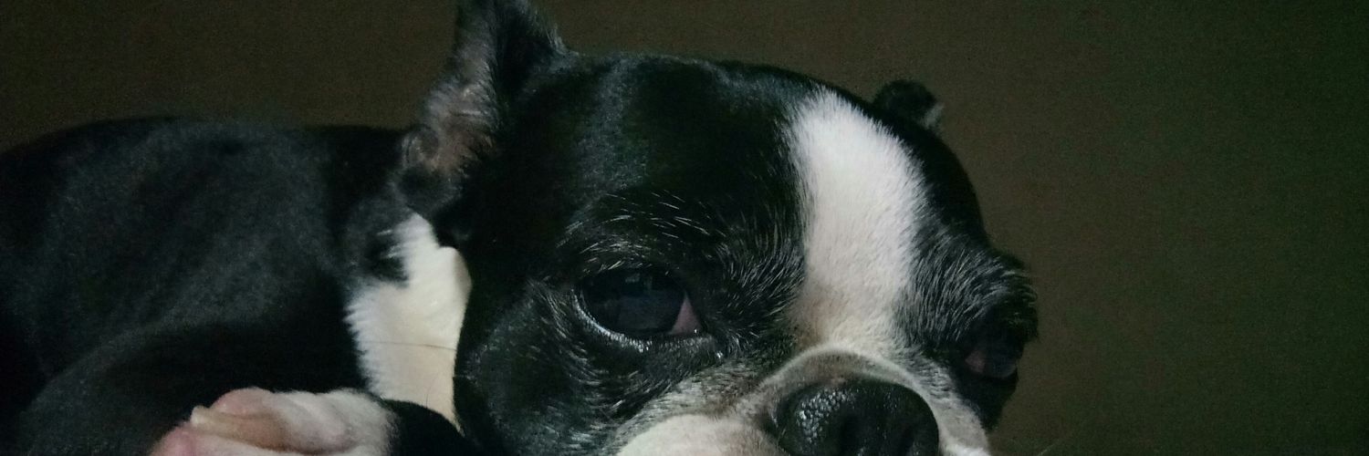 jess_ca__v's profile banner image