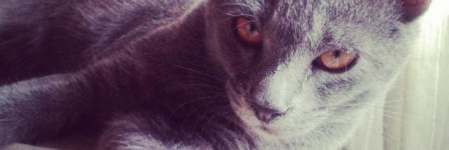 ClaraLucasG's profile banner image