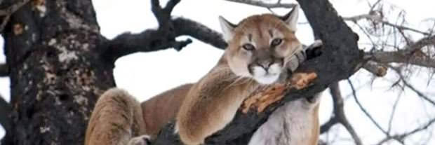 banffman69's profile banner image